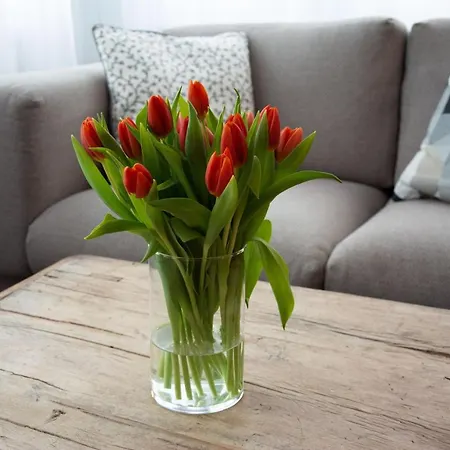 Josianne Зас-Фе